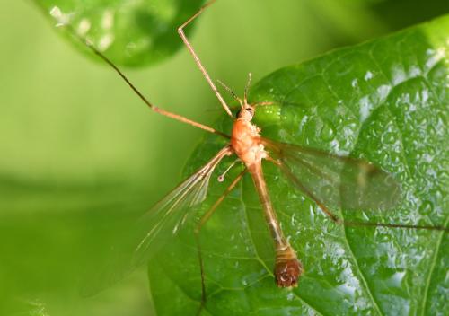 Réf. 323 552 : Tipula lunata